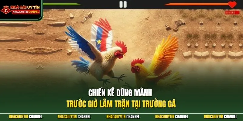 Chiến kê dũng mãnh trước giờ lâm trận tại trường gà